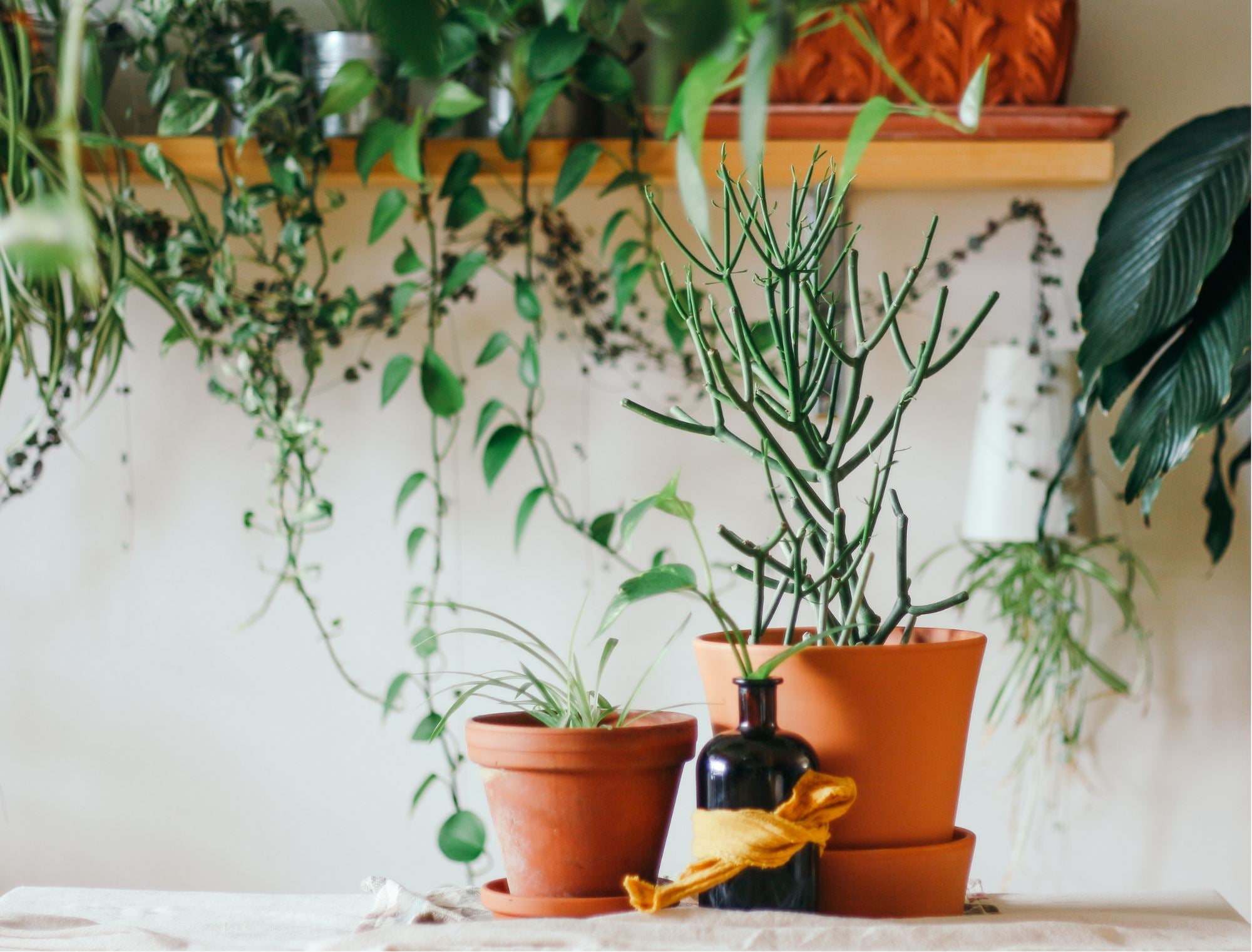 10 plantes à avoir chez soi pour assainir l'air intérieur