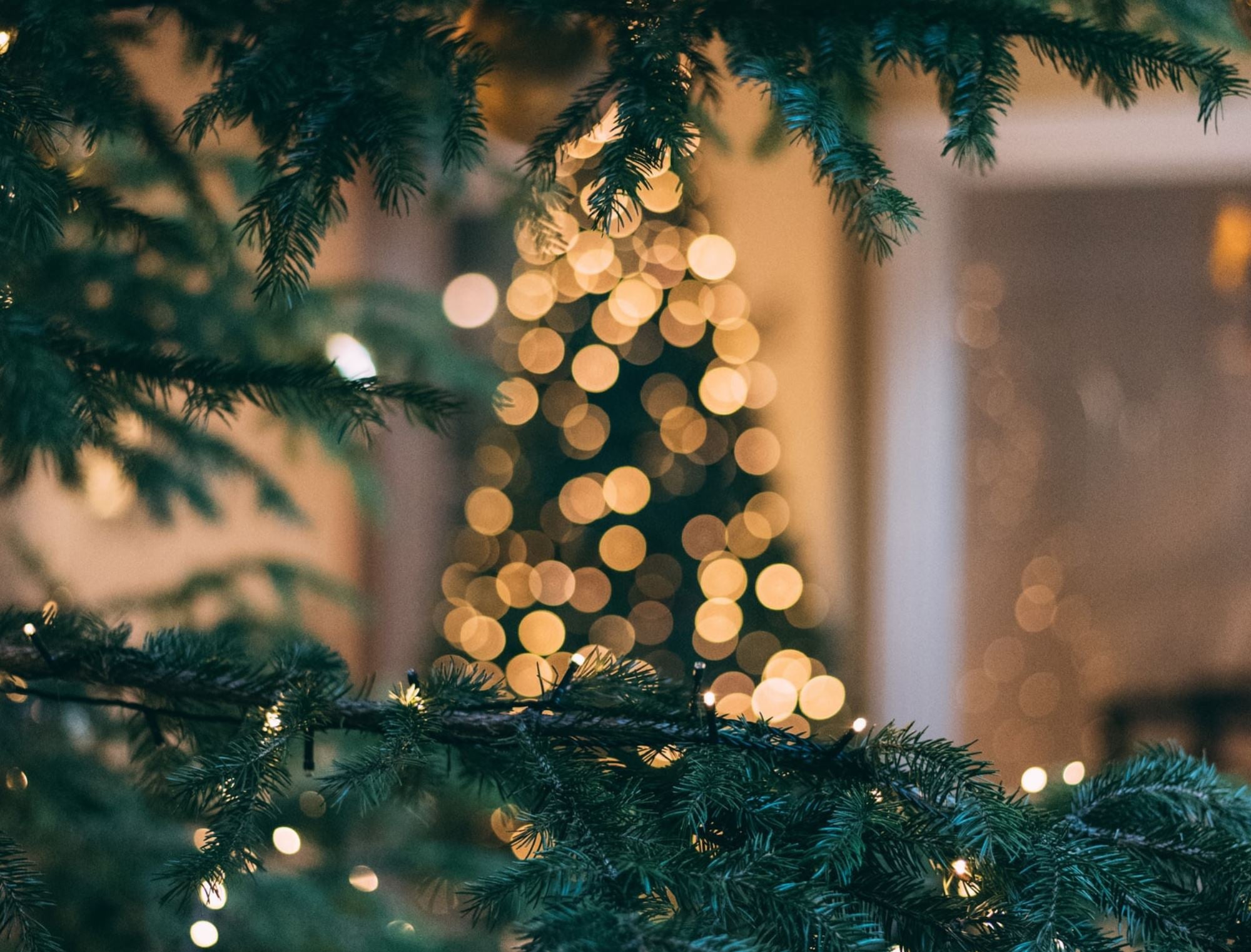Noël écoresponsable : comment bien choisir son sapin ?