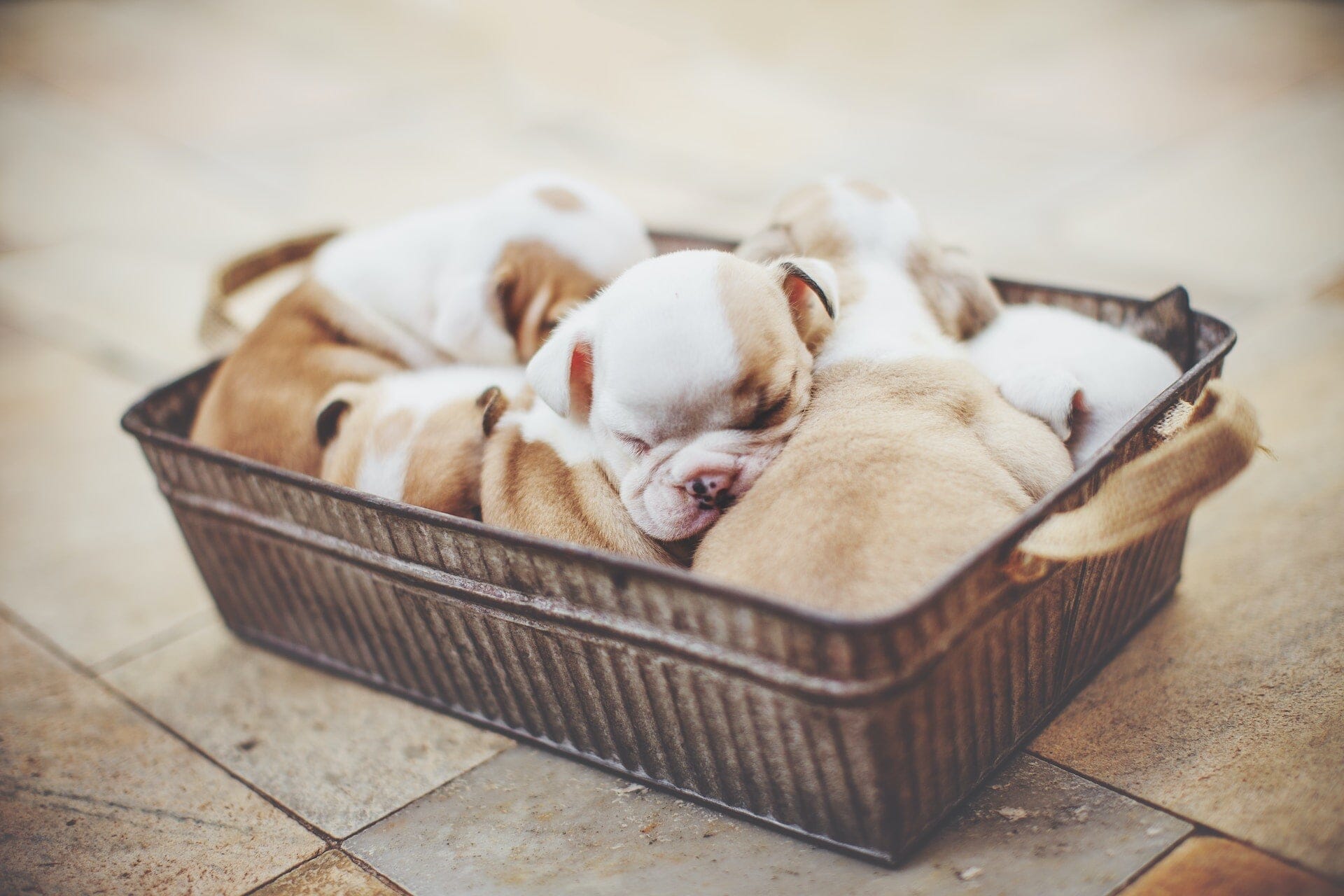 Comment nettoyer le panier de son chien ? 🧺🐶