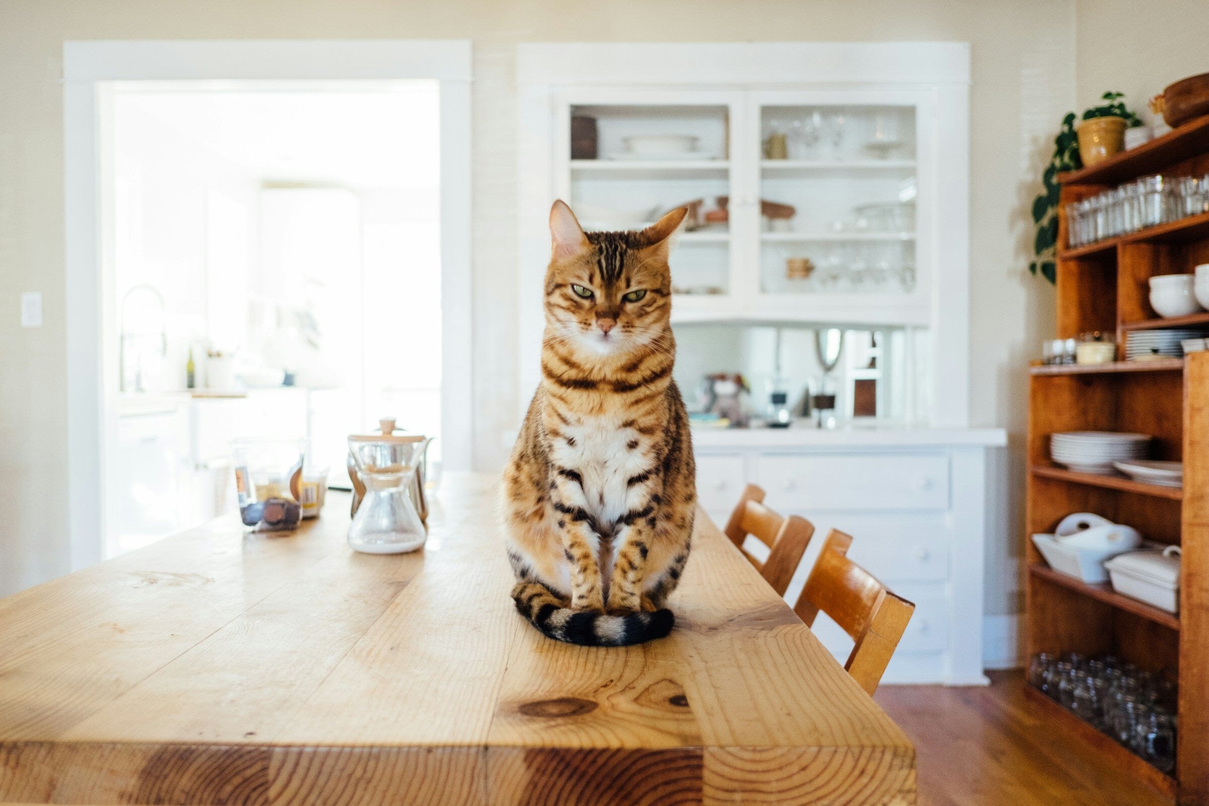 Comment nettoyer une tache d'urine de chat sur une couette ?