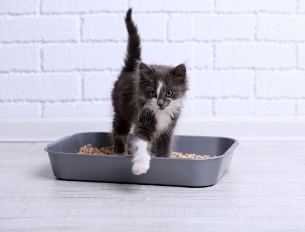 Comment se débarrasser du pipi de chat ?
